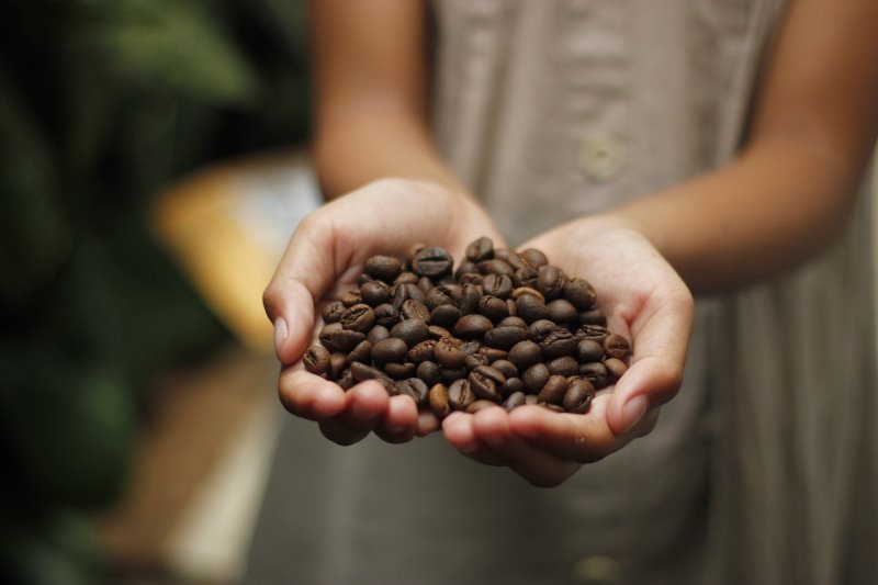 Frische Kaffeebohnen in behüteten Händen